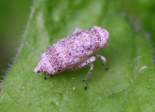 Réf. 326 056 : Allygidius sp.